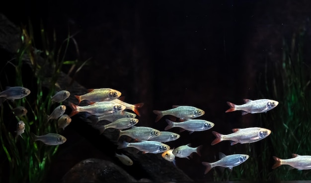 small-silver-fish-aquarium-black-background_169016-20429.jpg
