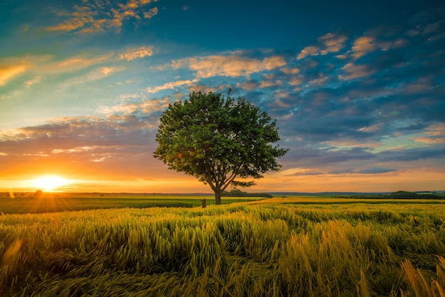 wide-angle-shot-single-tree-growing-clouded-sky-during-sunset-surrounded-by-grass_181624-22807.jpg