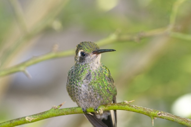 closeup-shot-hummingbird-perched-tree-branch_181624-51326.jpg
