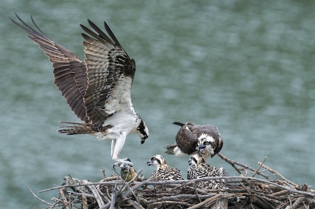 mother-osprey-bringing-food-babies-nest_181624-48622.jpg
