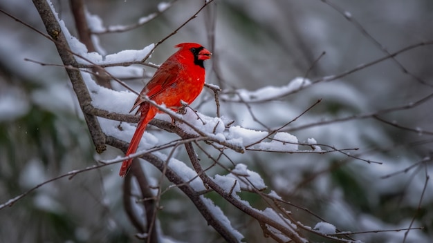 northern-cardinal-bird-snowy-tree_181624-5674.jpg