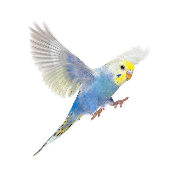side-view-budgerigar-bird-flying-blue-rainbow-collorationisolated-white_191971-27954.jpg