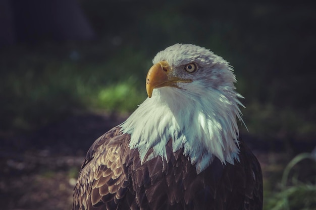usa-american-bald-eagle-haliaeetus-leucocephalus_27525-697.jpg