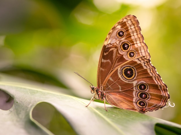closeup-shot-beautiful-butterfly-sitting-green-leaf_181624-31582.jpg