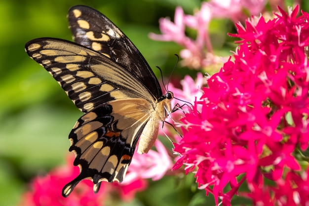 macro-shot-beautiful-butterfly-pink-flowers-garden_181624-57962.jpg