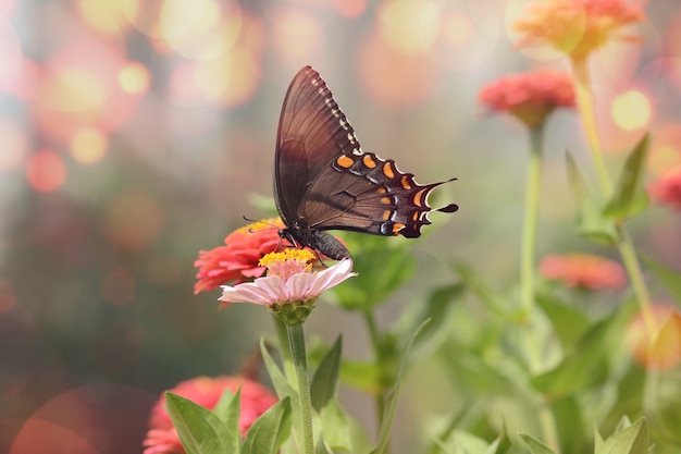 mesmerizing-macro-picture-little-black-satyrium-butterfly-pink-flower_181624-27555.jpg