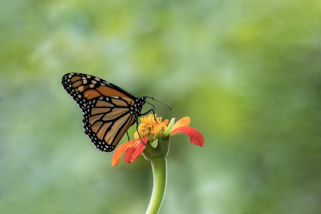 monarch-butterfly-orange-mexican-sunflower-green-background_181624-57185.jpg