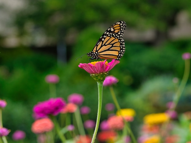 monarch-butterfly-pink-flower-garden-surrounded-by-greenery_181624-11251.jpg