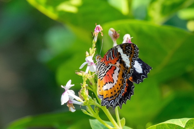 selective-focus-shot-beautiful-butterfly-sitting-branch-with-small-flowers_181624-11151.jpg