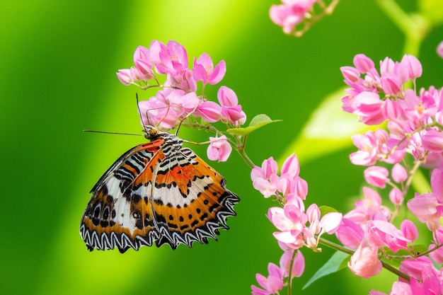 selective-focus-shot-beautiful-butterfly-sitting-branch-with-small-pink-flowers_181624-14352.jpg