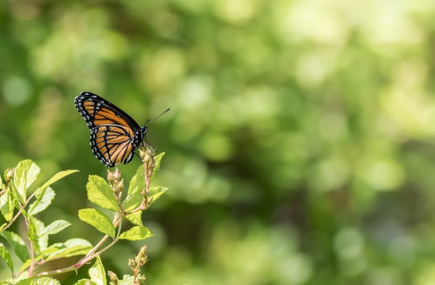 selective-focus-shot-monarch-butterfly-green-plant_181624-31439.jpg