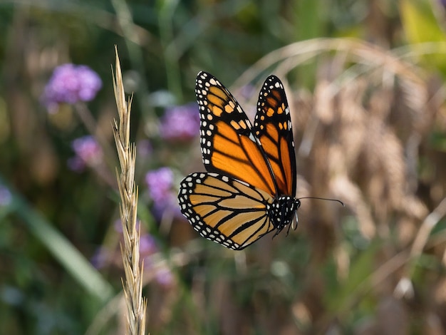 selective-focus-shot-speckled-wood-butterfly-little-flower_181624-25824.jpg