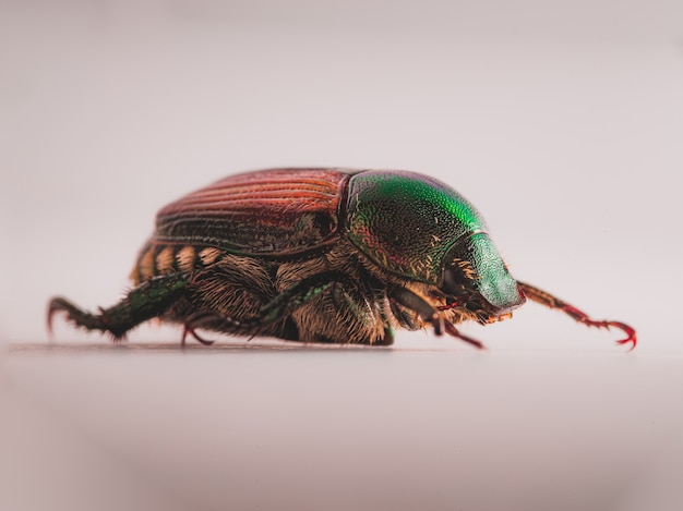 japanese-beetle-popillia-japonica_181624-2223.jpg