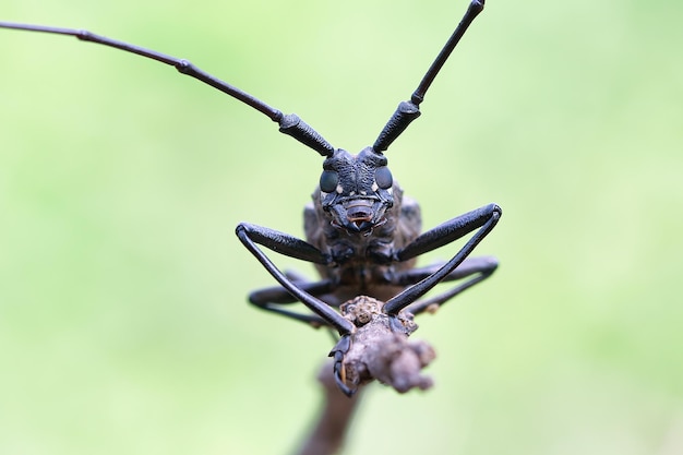 longhorn-beetle-closeup-face-branch-closeup-face-insect_488145-2635.jpg