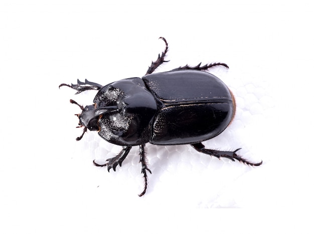 top-view-black-beetle-white-background_1112-473.jpg