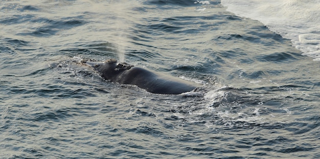 southern-right-whale-resting-sea-surface-hermanus-south-africa_181624-1060.jpg