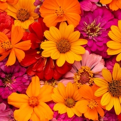 صور ورد و ورود و ازهار