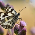 صورة فراشة