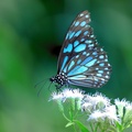 صورة فراشة