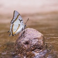 صورة فراشة