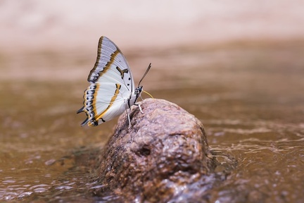 صورة فراشة
