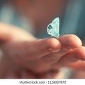 صورة فراشة