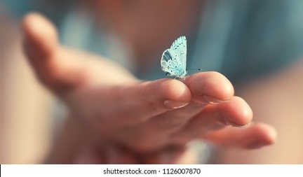 صورة فراشة