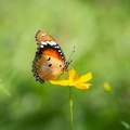 صورة فراشة