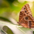 صورة فراشة