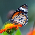 صورة فراشة