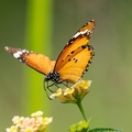 صورة فراشة