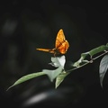 صورة فراشة
