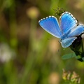 صورة فراشة