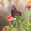 صورة فراشة