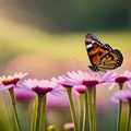 صورة فراشة