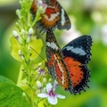 صورة فراشة