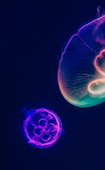 صور اسماك و حيوانات تحت الماء