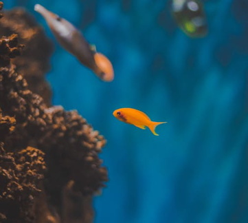 صور اسماك و حيوانات تحت الماء