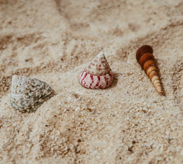 صور اسماك و حيوانات تحت الماء