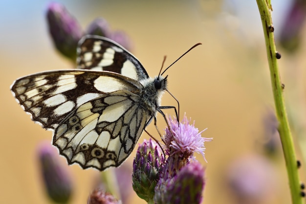 beautiful-colorful-butterfly-sitting-flower-nature-summer-day-with-sun-outside-meadow-col_1161-675.jpg