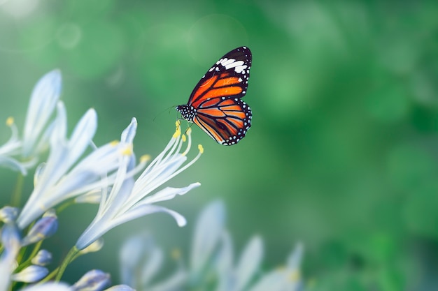 butterfly-wild_53876-90198.jpg