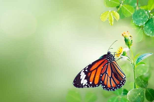 butterfly-wild_53876-90200.jpg