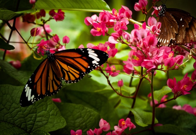 closeup-danaus-genutia-flowers-sunlight_181624-28607.jpg