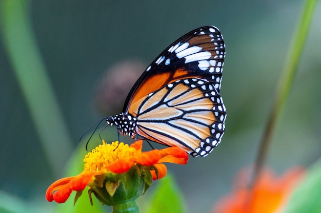 closeup-shot-beautiful-butterfly-with-interesting-textures-orange-petaled-flower_181624-7640.jpg