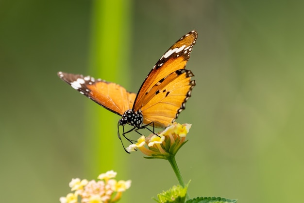 closeup-shot-little-butterfly-sitting-wildflower_181624-50698.jpg