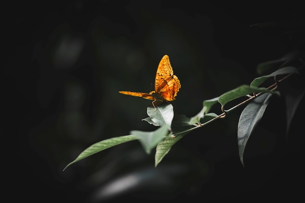 closeup-small-tortoiseshel-leaf_53876-98229.jpg