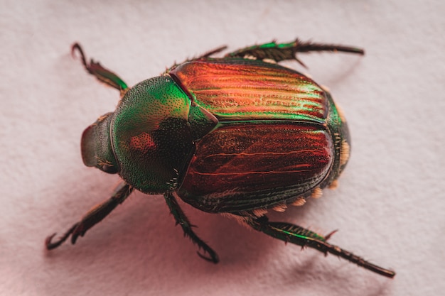 japanese-beetle_181624-8238.jpg