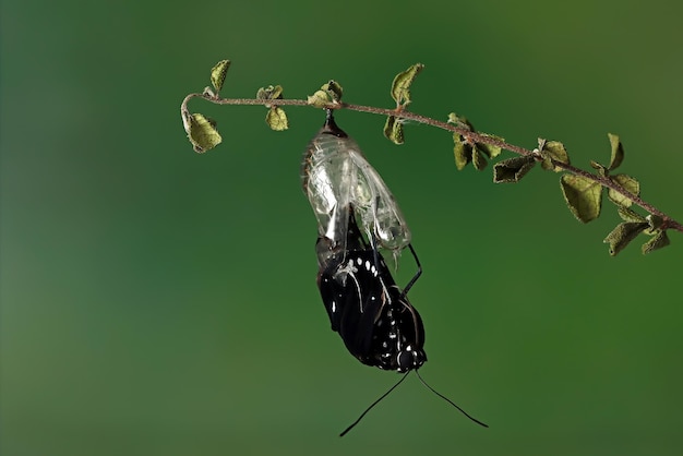 metamorphosis-butterfly-stalk_488145-1217.jpg