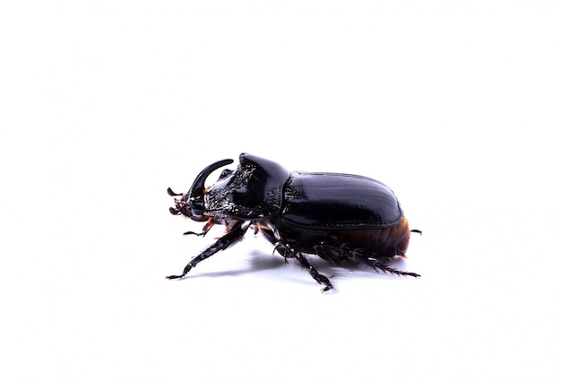 side-view-rhinoceros-beetle_1112-472.jpg