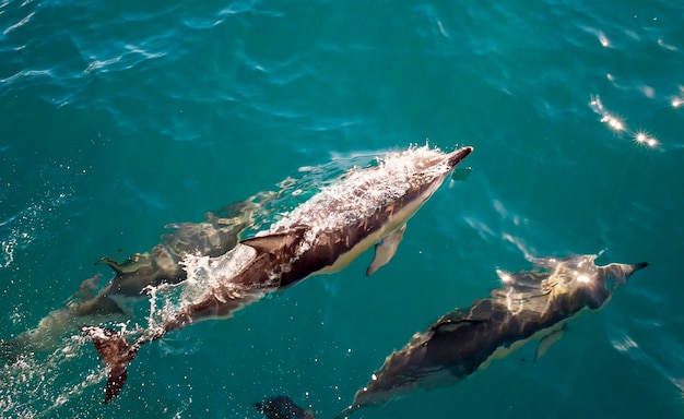 3-dolphins-swim-by-aclear-blue-sea-one-surfaces-take-breath-air_181624-12903.jpg